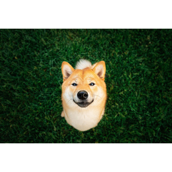 Shiba in7 sale